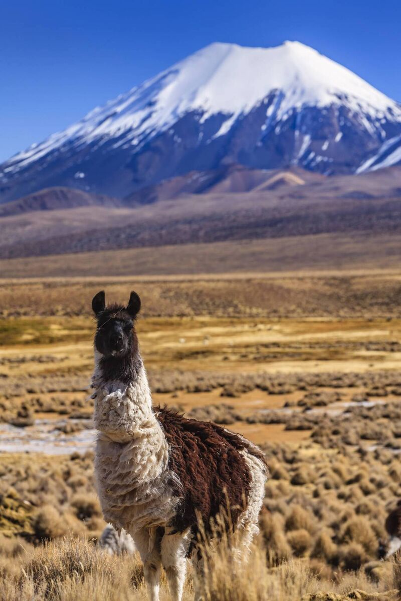 Sajama National Park is a national park in Bolivia.