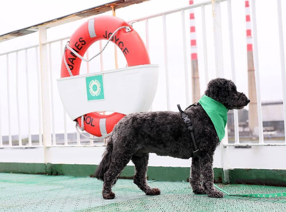 Great news for dog, cat, even ferret owners hoping to take their furry friend on holidays. Irish Ferries has just launched new Pet Den lounges.