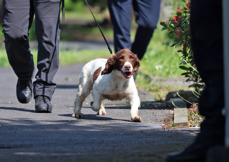  13/06/'25 Gardaí bring a cadaver dog into a house on Monastery Walk, Clondalkin, where they are continuing their search in the investigation into the death of American woman, Annie McCarrick, who disappeared in 1993. Picture: Colin Keegan/ Collins 