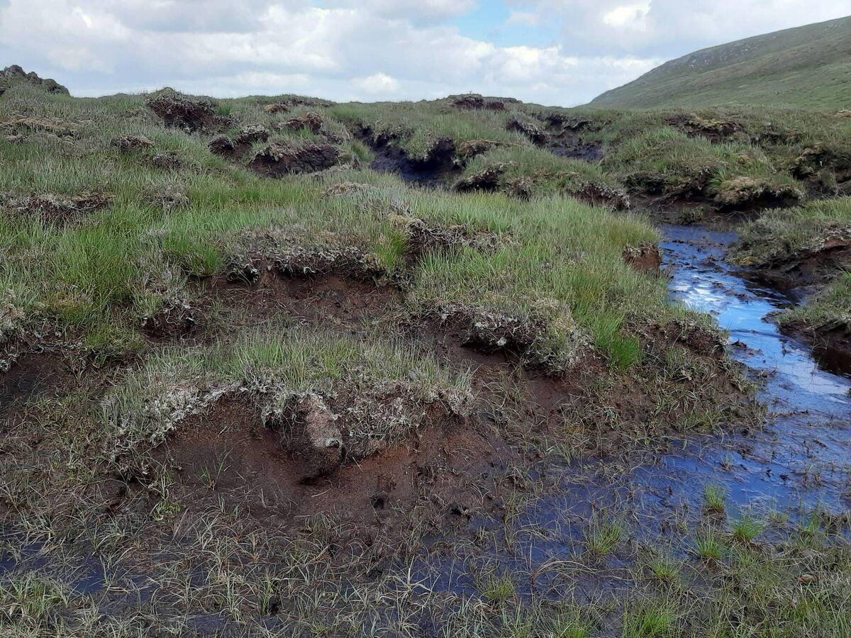 Wild Nephin: Severe erosion from overgrazing by tresspassing sheep