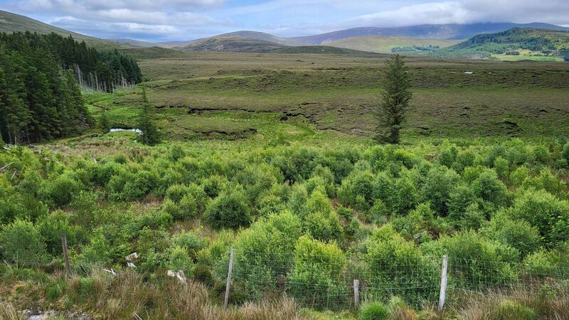Pádraic Fogarty: There are signs of positive change at Wild Nephin Pádraic Fogarty: There are signs of positive change at Wild Nephin