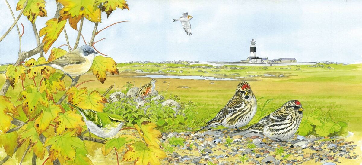 The Birds of County Donegal: lesser whitethroat, yellow-browed warbler, corncrake, snow bunting and Greenland redpolls on Tory Island. Illustration: Robert Vaughan The Birds of County Donegal: lesser whitethroat, yellow-browed warbler, corncrake, snow bunting and Greenland redpolls on Tory Island. Illustration: Robert Vaughan