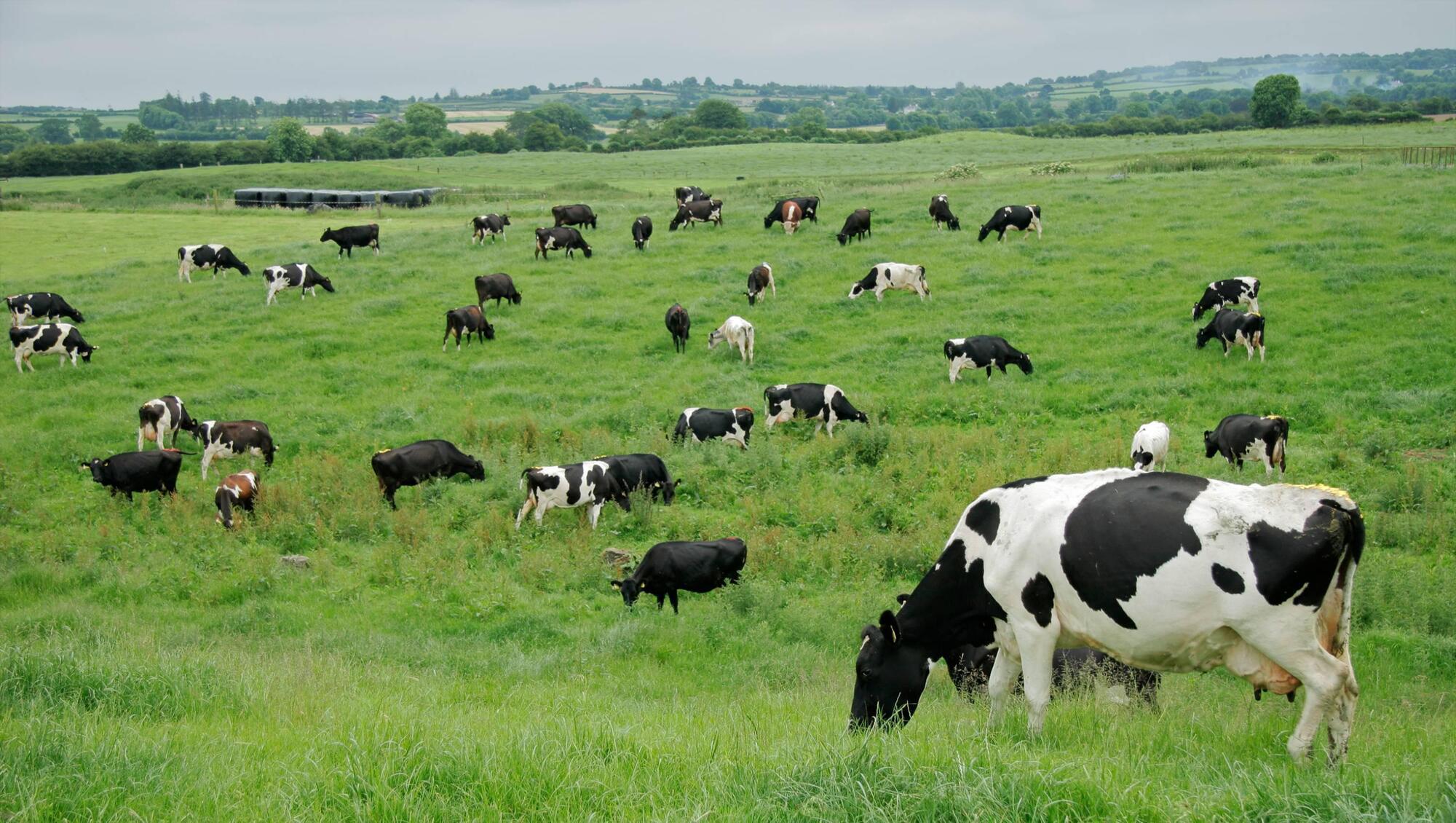 TB forecasted to cost €130m in 2025