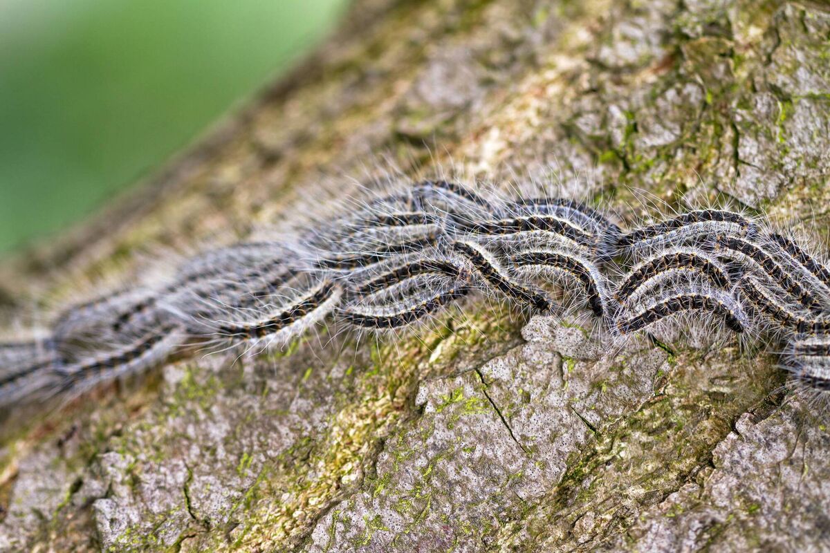 Oak processionary (Thaumetopoea processionea) caterpillars on the move on a tree Oak processionary (Thaumetopoea processionea) caterpillars on the move on a tree