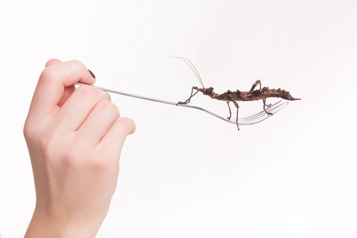 Farming and eating insects has been touted in recent years as a greener alternative to eating traditional meat.