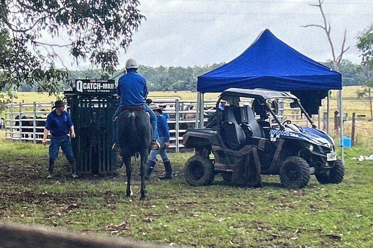 NSW police muster and check cattle in Grafton. A 34-year-old Grafton man faces 20 charges including cattle theft. Picture: NSW Police