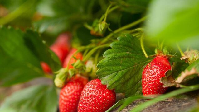 <p>Fresh strawberries: five ways to get the best from a summer favourite</p>