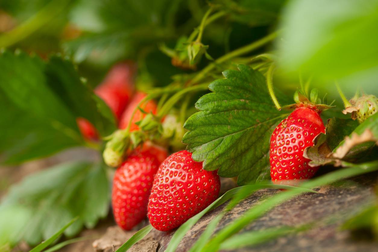 Midweek Meals: It's strawberry season — five ways to get the best from a fruity favourite