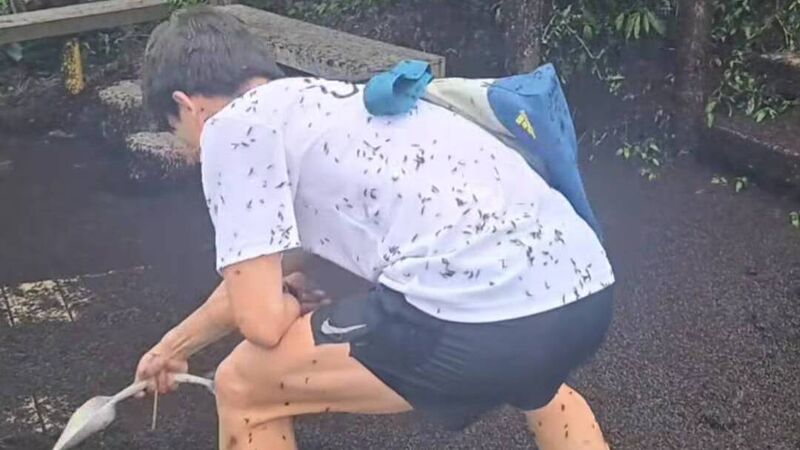 Seoul wrestles with how to handle invasion of ‘lovebugs'