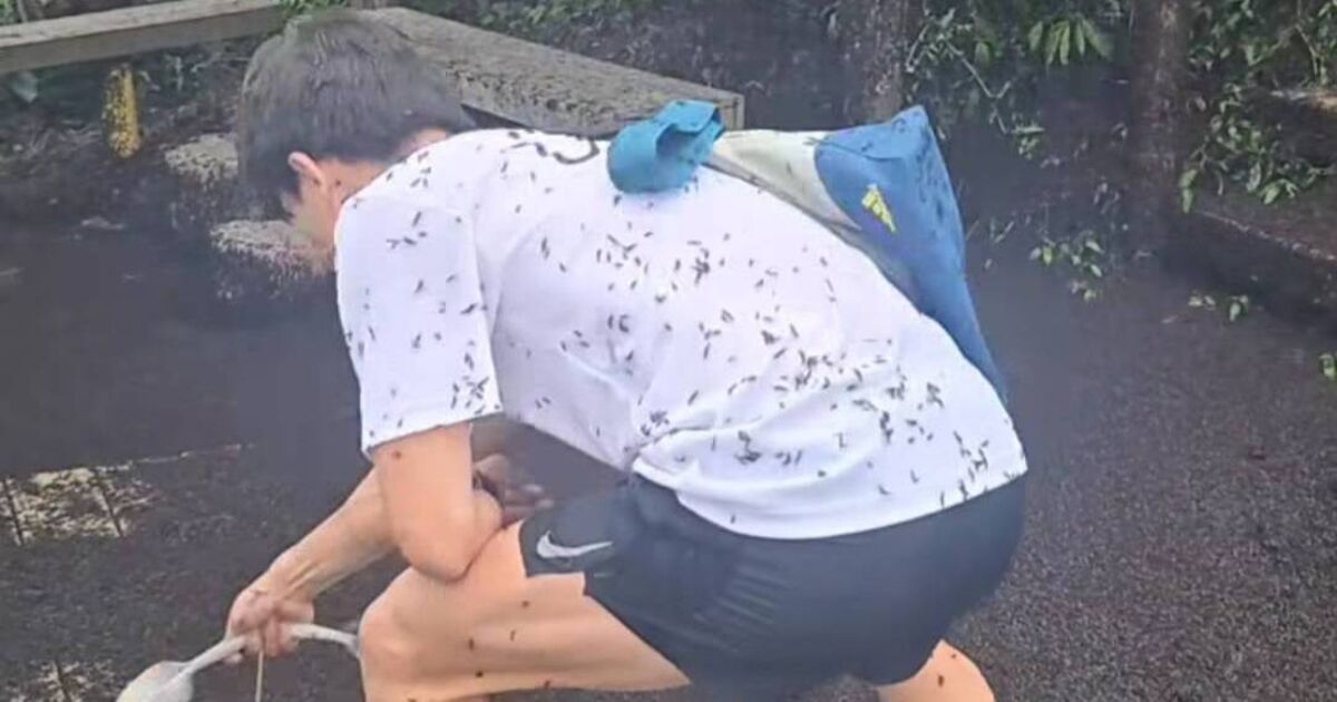 ソウルは「ラブバグ」の侵略を処理する方法と格闘しています