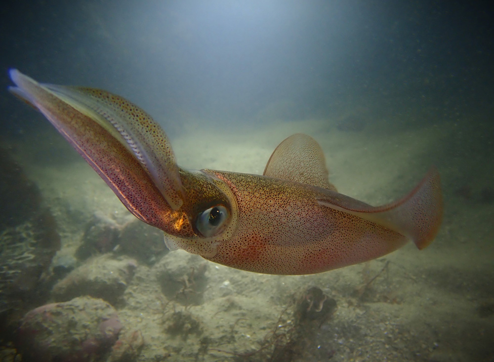 Ivan Donoghue was shortlisted in the ‘Underwater’ category with ‘Collision Avoidance’, an image taken at The Saltee Islands in Co Wexford. 