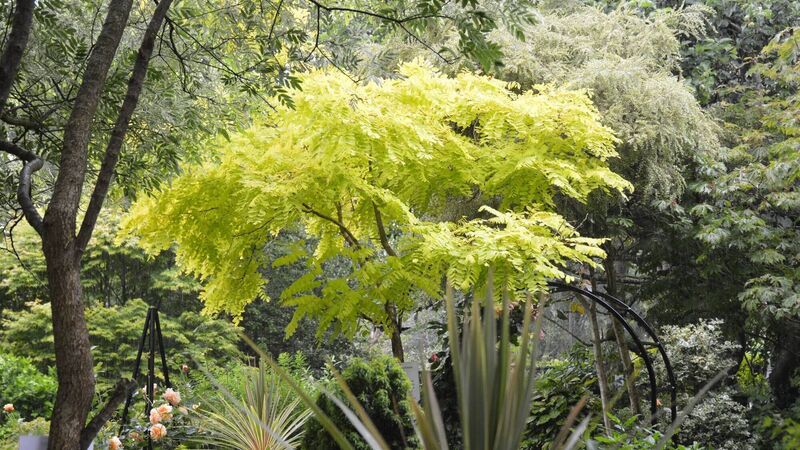 Garden Notes: July events for your diary