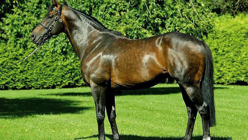 National Stud reports €1.8m loss as star stallion Invincible Spirit retires