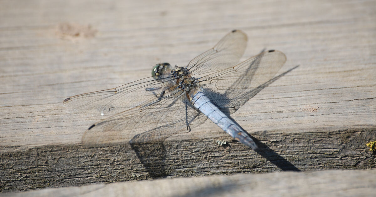 First recorded sighting of rare dragonfly in Belfast hailed by ...