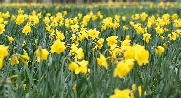 Shooting stars of spring