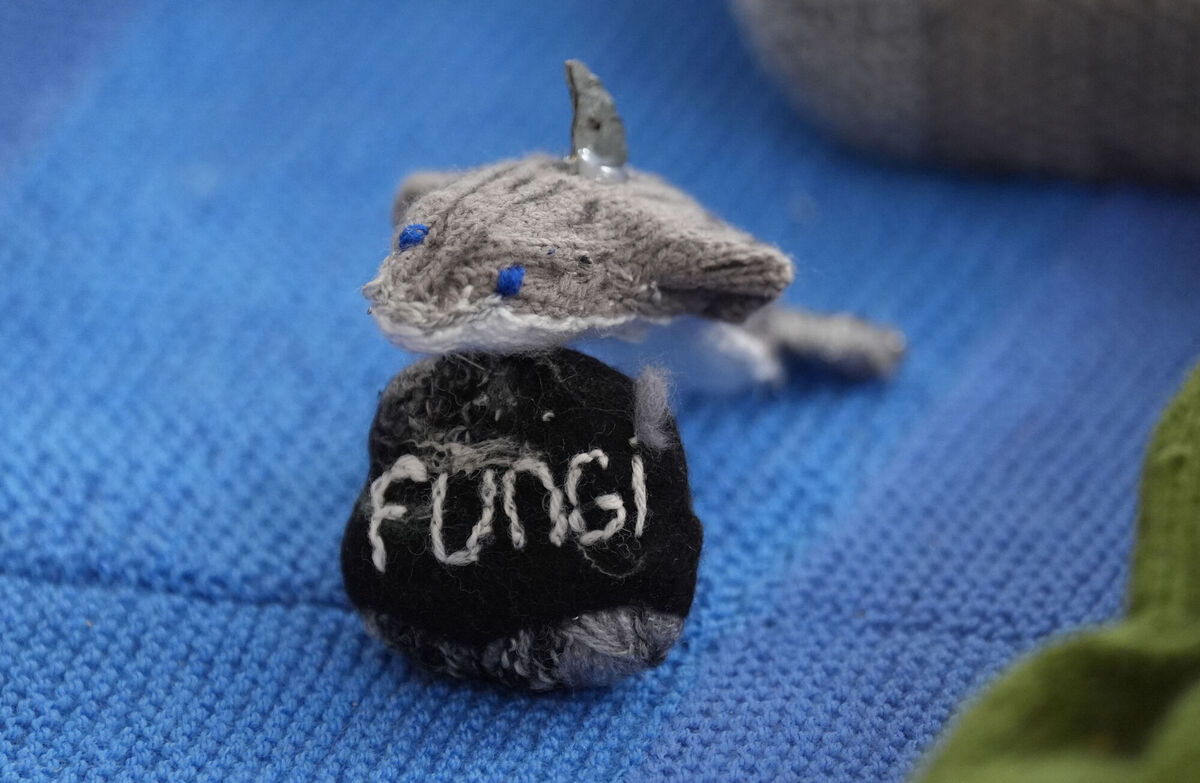 Fungi the Dolphin on the map. Picture: Niall Carson/PA Wire