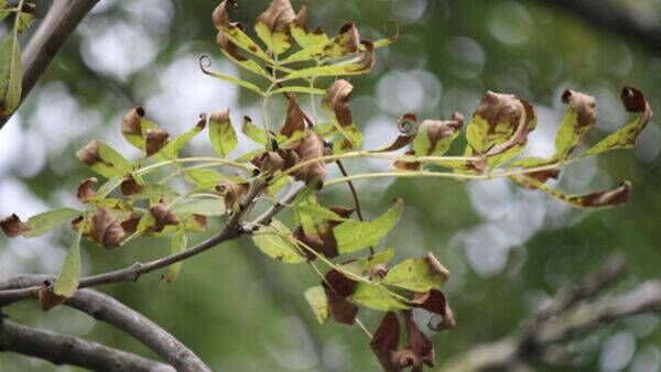 Ash dieback