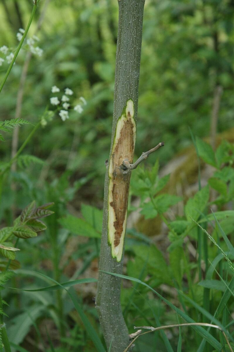 Elongated angular stem lesions, one of the symptoms to look out for with ash dieback /(Chalara fraxinea).