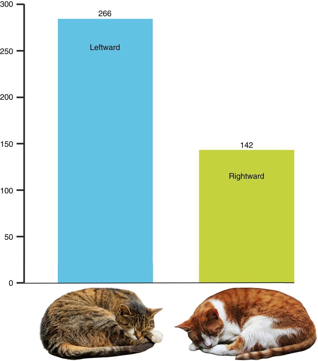Lateral bias in sleeping positions of domestic cats: About two-thirds of cats prefer to sleep on their left side. Pictures of cats from unsplash: left cat courtesy of Noah Dustin von Weissenfluh (@noah_dustin), right cat courtesy of Gleb Kuzmenko (@badfantasy)