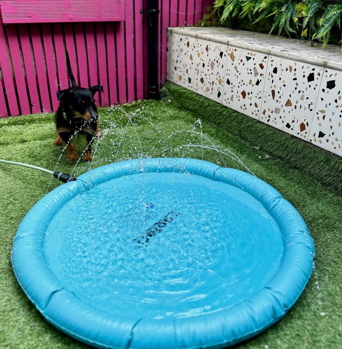 Jennifer Sheahan's dog Perry with his paddling pool. Jennifer Sheahan's dog Perry with his paddling pool.