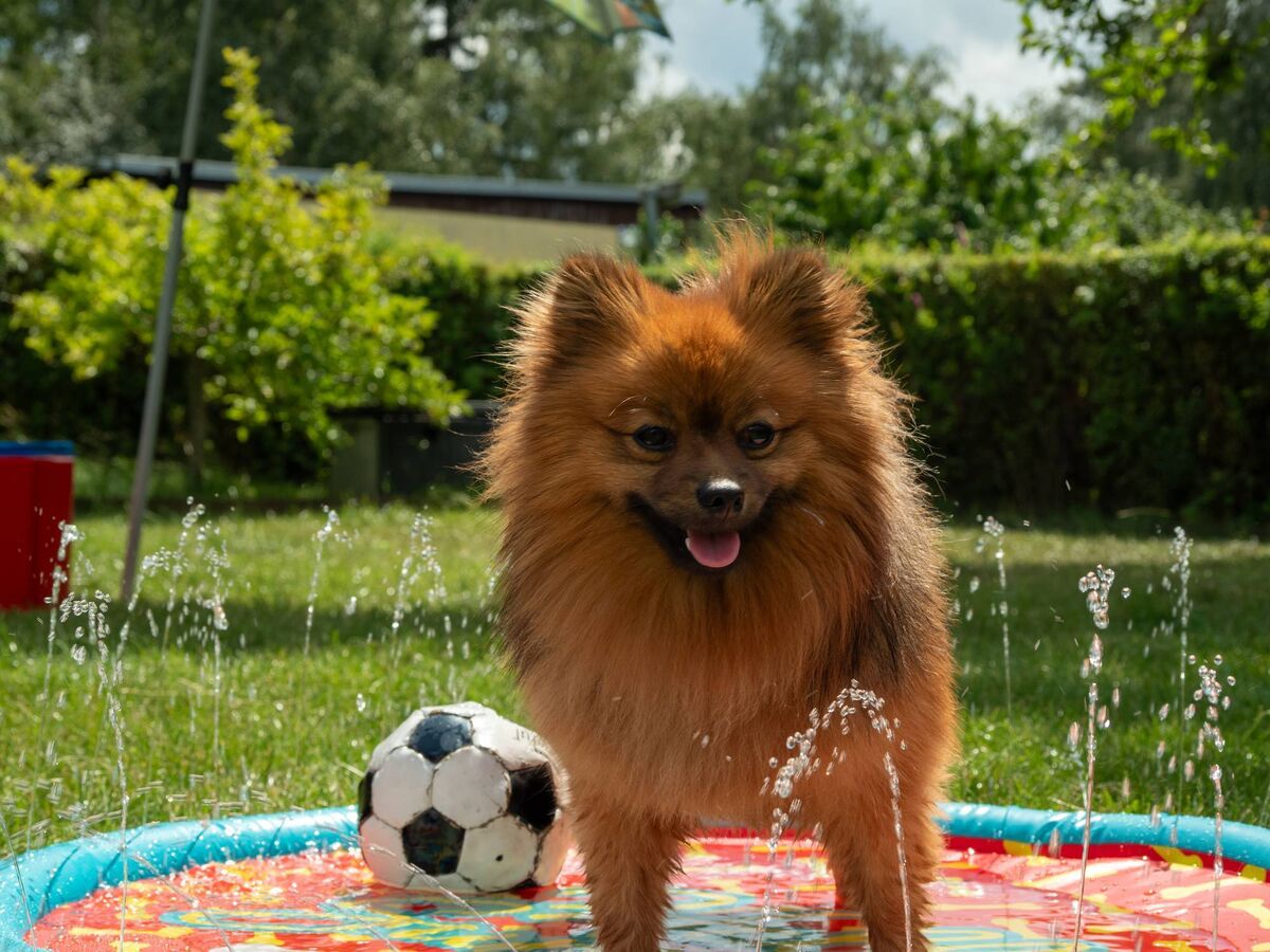 An inflatable splash-pad or splash pool for pets is usually a hit with four-legged family members. File picture An inflatable splash-pad or splash pool for pets is usually a hit with four-legged family members. File picture