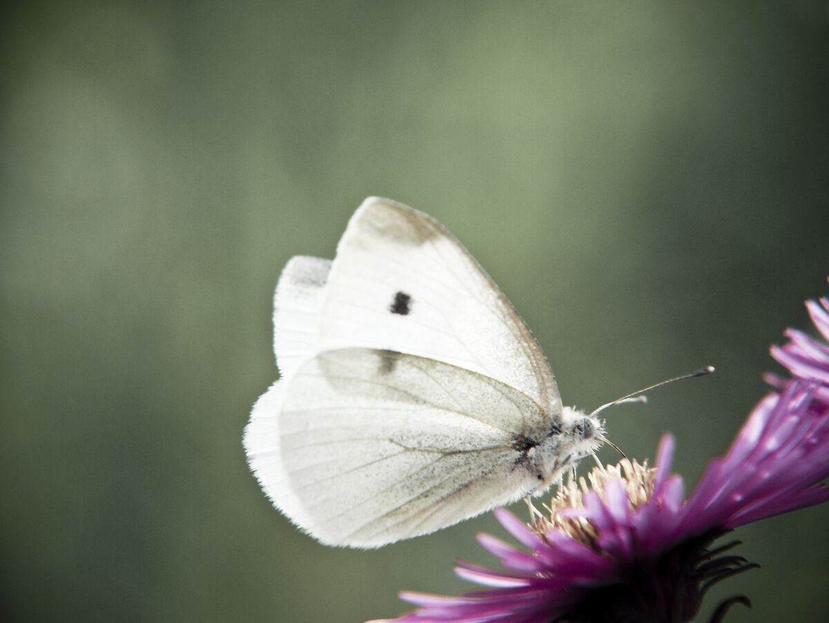Small White (Pieris rapae) — these butterflies are often associated with love and kindness.