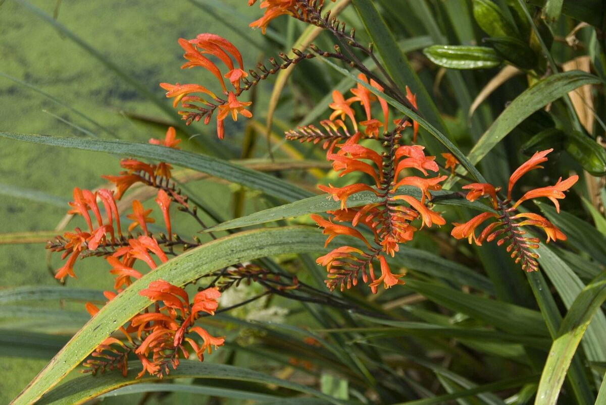 Jesmond Harding: "The rampant weed, Montbretia, is a serious pest species, forming dense bands along hedgerows, eliminating all native herbs that butterflies, moths and other invertebrates require for their life cycles. This problem is increasingly acute, because of the increased relative biodiversity value of our native hedges and associated extended margins."