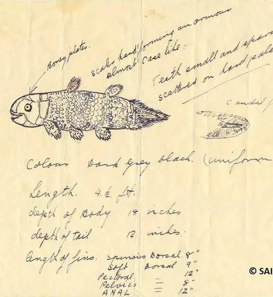 Drawing by Marjorie Courtenay-Latimer of the strange fish recovered in East London, RSA, on Dec. 22, 1938, part of a letter to J.L.B. Smith, sent the next day, and preserved in the SAIAB, Grahamstown, RSA. Picture: pbs.org Drawing by Marjorie Courtenay-Latimer of the strange fish recovered in East London, RSA, on Dec. 22, 1938, part of a letter to J.L.B. Smith, sent the next day, and preserved in the SAIAB, Grahamstown, RSA. Picture: pbs.org