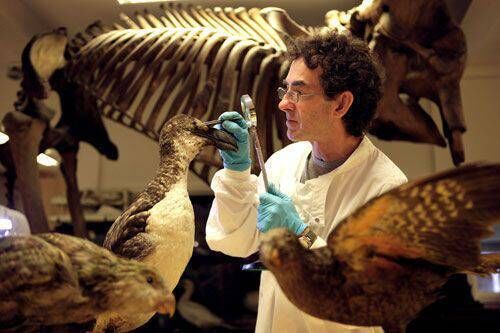 Mr James Dickinson of Lancashire Conservation Studios, Preston, works on the preservation of TCD’s Great Auk, in 2009. Picture: TCD Mr James Dickinson of Lancashire Conservation Studios, Preston, works on the preservation of TCD’s Great Auk, in 2009. Picture: TCD