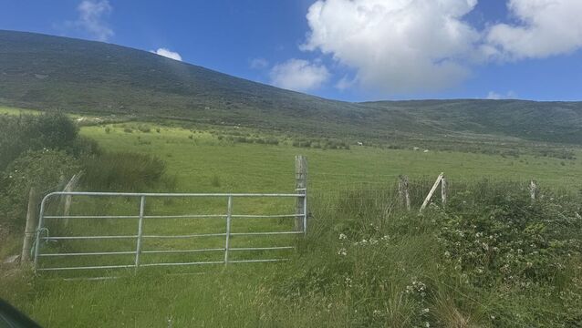 <p>Some of the quality grazing on the 186-acre farm at Coomastow, Caherciveen, Co Kerry.</p>