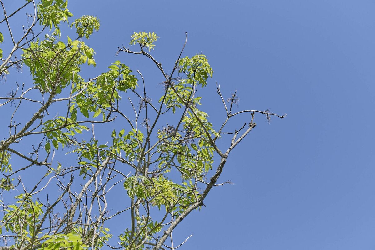 Ash dieback disease starts with a fungus called Hymenoscyphus fraxineus. It spreads by spores that drift through the air in summer and settle on ash leaves. File picture Ash dieback disease starts with a fungus called Hymenoscyphus fraxineus. It spreads by spores that drift through the air in summer and settle on ash leaves. File picture