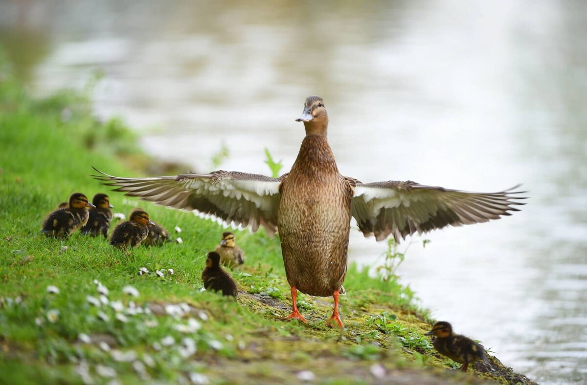 Pic: Larry Cummins. Pic: Larry Cummins.
