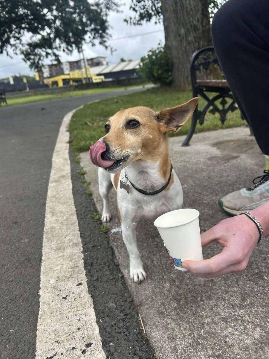 The cat that got the cream? Puppacinos on the doorstep The cat that got the cream? Puppacinos on the doorstep