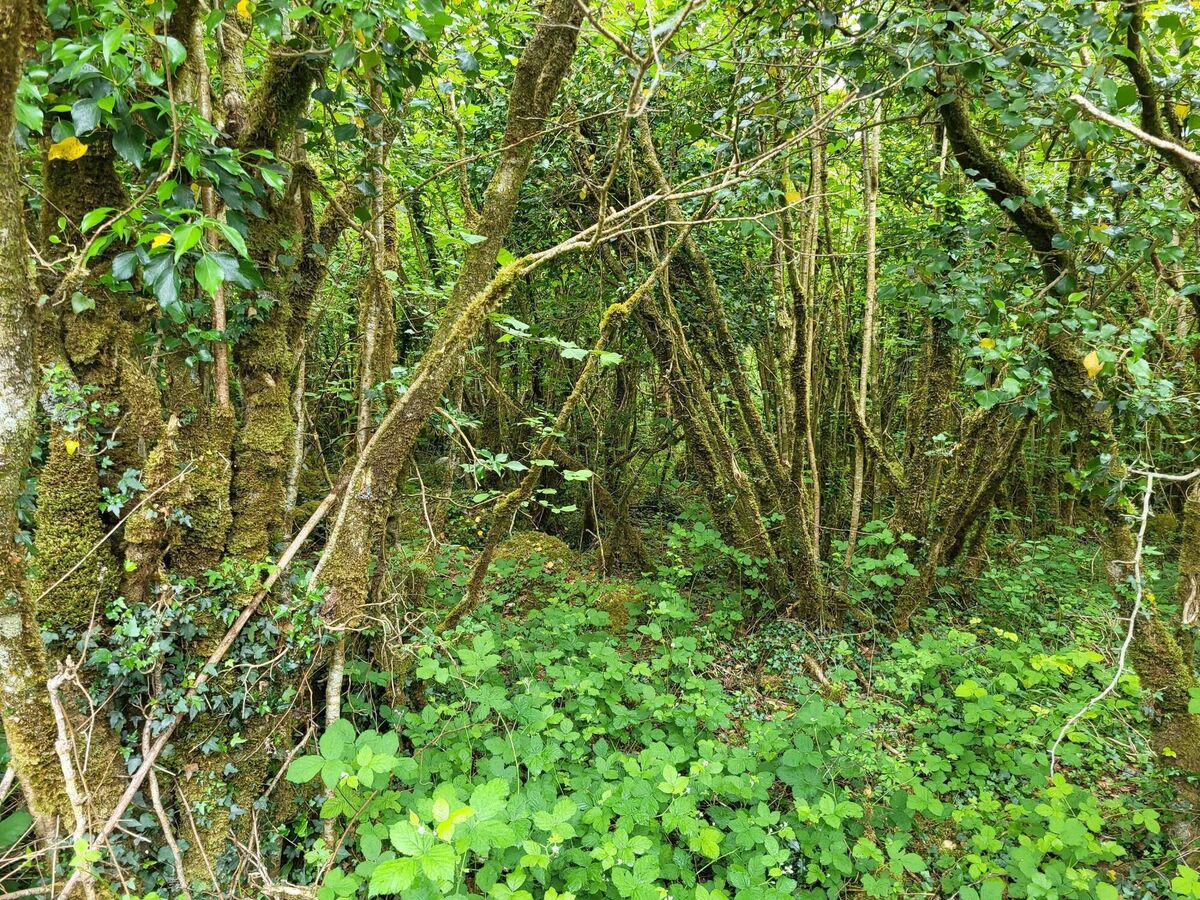 Hazel woodland is as rich in biodiversity as any Irish habitat. Picture: Pádraic Fogarty Hazel woodland is as rich in biodiversity as any Irish habitat. Picture: Pádraic Fogarty