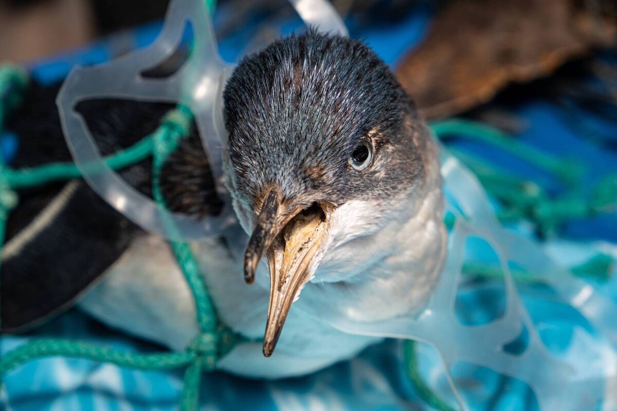A penguin trapped in a discarded plastic net