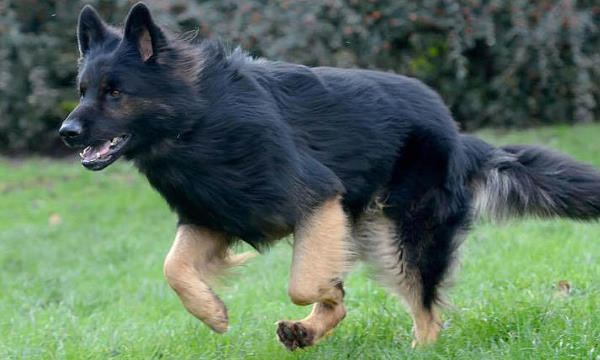 McGuinness has dog, not Aylward, on Facebook page 'because dog shows great loyalty'