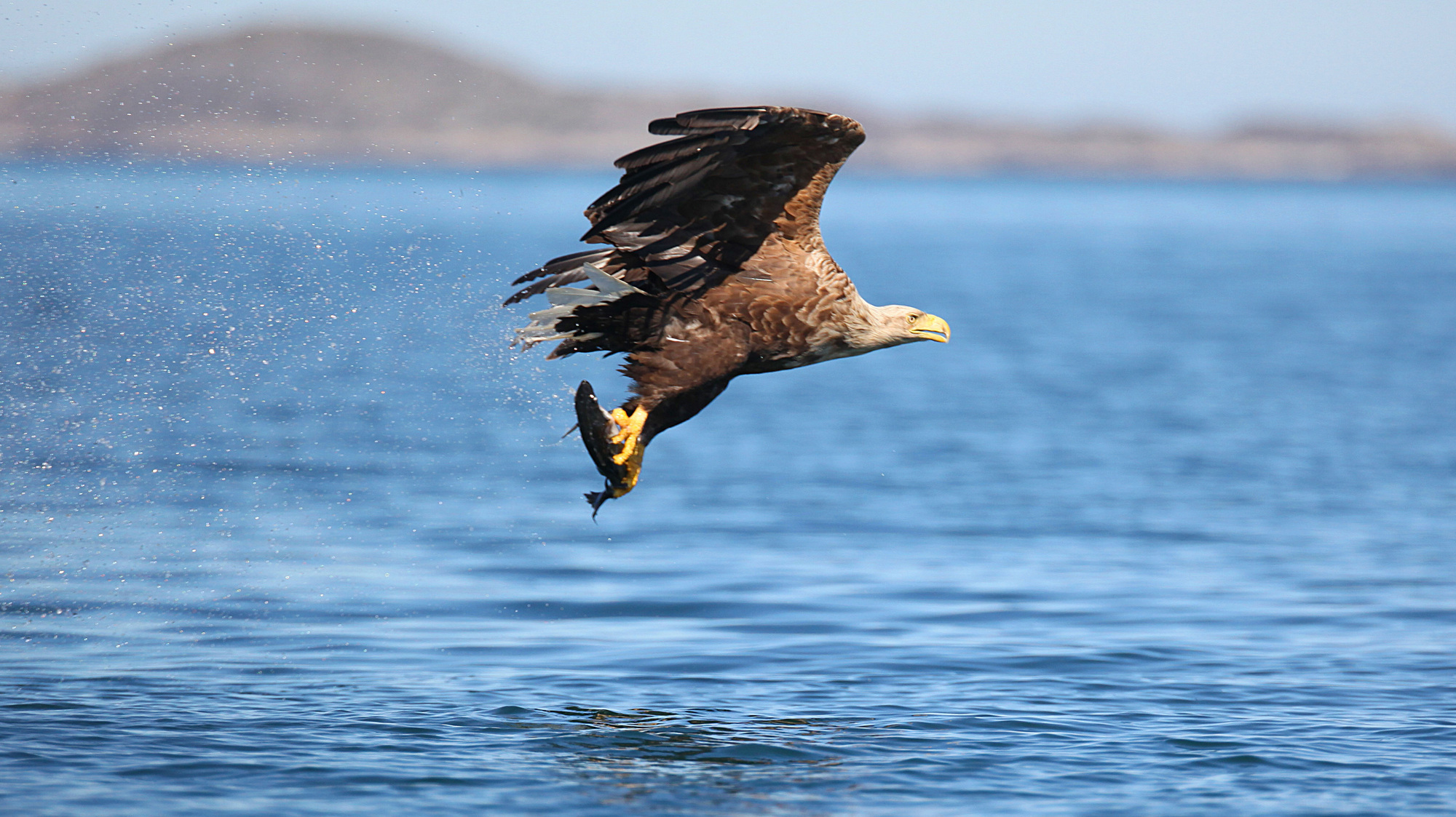 Four white-tailed sea eagles to be released in Killarney National Park in final year of programme