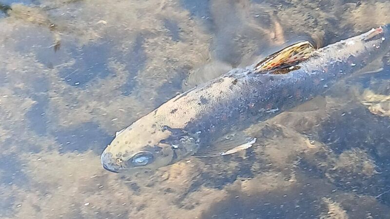 Fish kill probe as 1,000 brown trout wiped out in River Blackwater Fish kill probe as 1,000 brown trout wiped out in River Blackwater