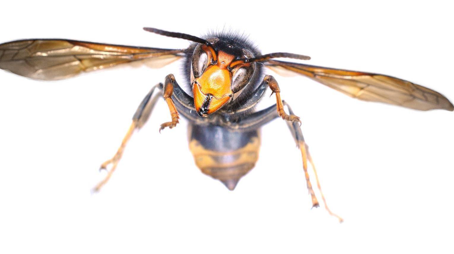 Asian hornet spotted in Cork City sparks biosecurity alert for Ireland