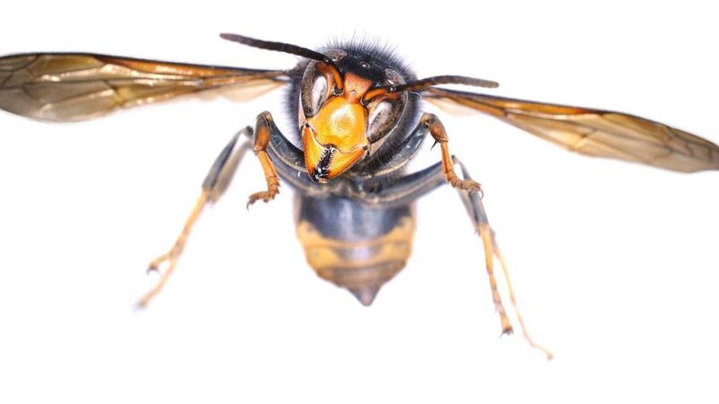 What is the Asian hornet and should we be worried after one was found in Cork? What is the Asian hornet and should we be worried after one was found in Cork?