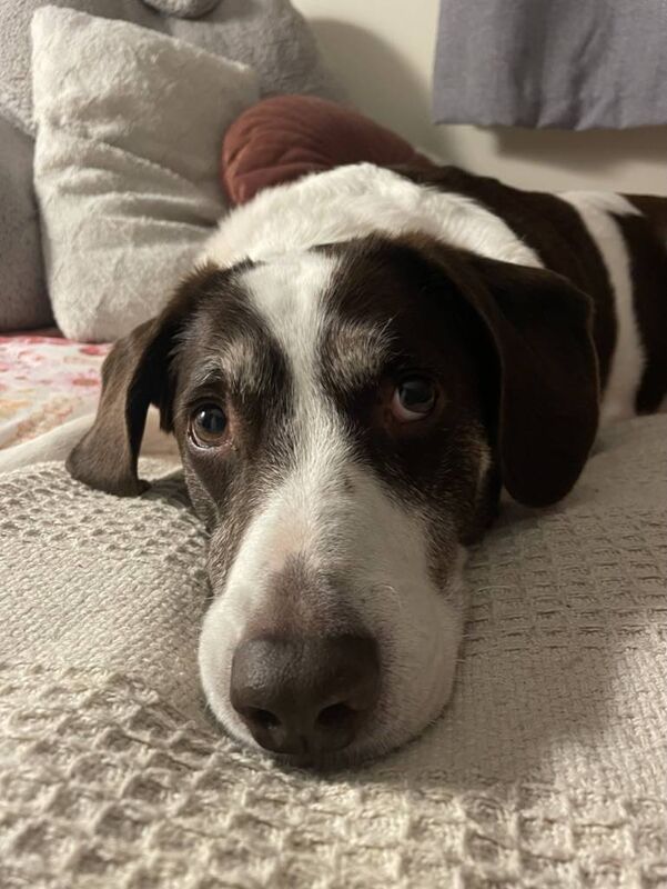 Molly Cantwell's beloved dog Gus