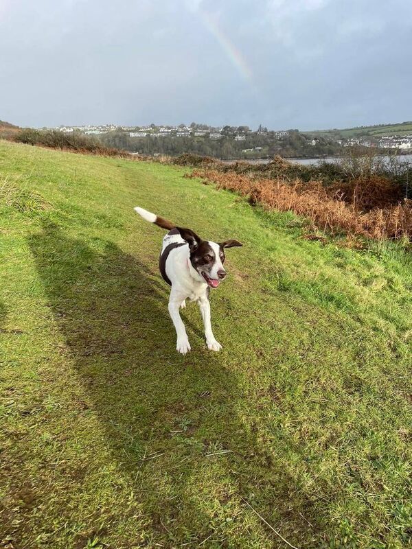 Molly Cantwell's dog Gus in his happy place