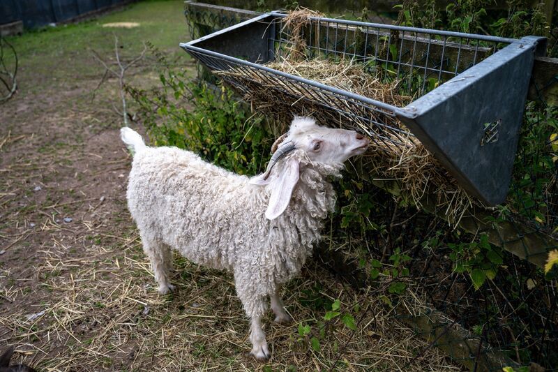 Malcolm, the newest paddock resident at the CSPCA animal rescue centre, tucks into a hay feeder in his secure new home alongside ponies and goats. Picture: Chani Anderson.