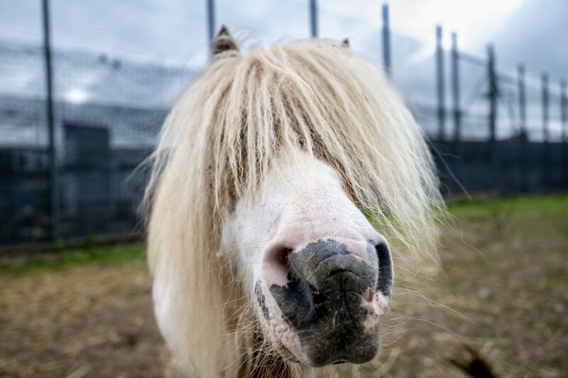 No more long faces for Christian the miniature pony, who now enjoys a safe and permanent home at the CSPCA animal rescue centre. Picture: Chani Anderson.