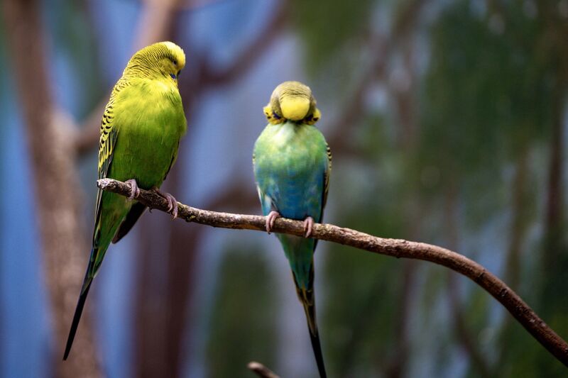 Dozens of birds, from budgies and parakeets to pheasants live together in harmony in the large, purpose built aviary at the CSPCA animal rescue centre. Rehoming is rare, as the birds are accustomed to this generous space. Picture: Chani Anderson.