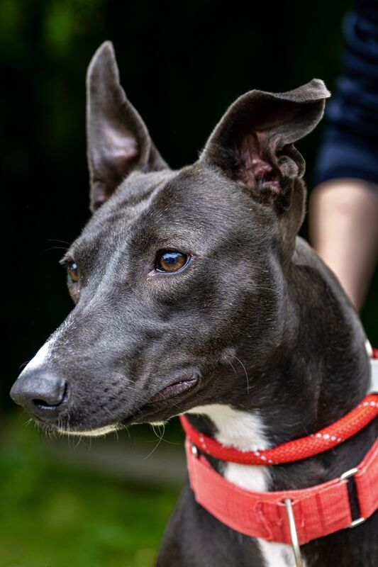 A beautiful close-up of Shrew, the long-term lurcher resident at the CSPCA animal rescue centre. She came in pregnant earlier this year and is now ready to begin her next chapter. Picture: Chani Anderson.
