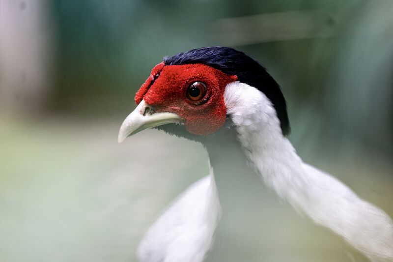 This unusual white-bodied, red-headed pheasant is among the more exotic rescue birds being cared for in the aviary at the CSPCA animal rescue centre. Picture: Chani Anderson.