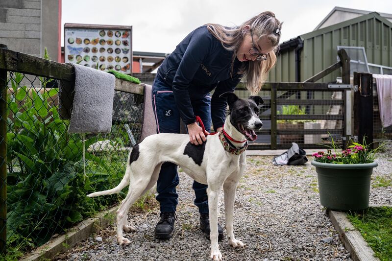 Audrey the lurcher stands proudly with her ears pricked, Cassie Toomey pictured in the background at the CSPCA animal rescue centre. Audrey’s gentle nature and bright eyes have made her a favourite with the team. Picture: Chani Anderson.