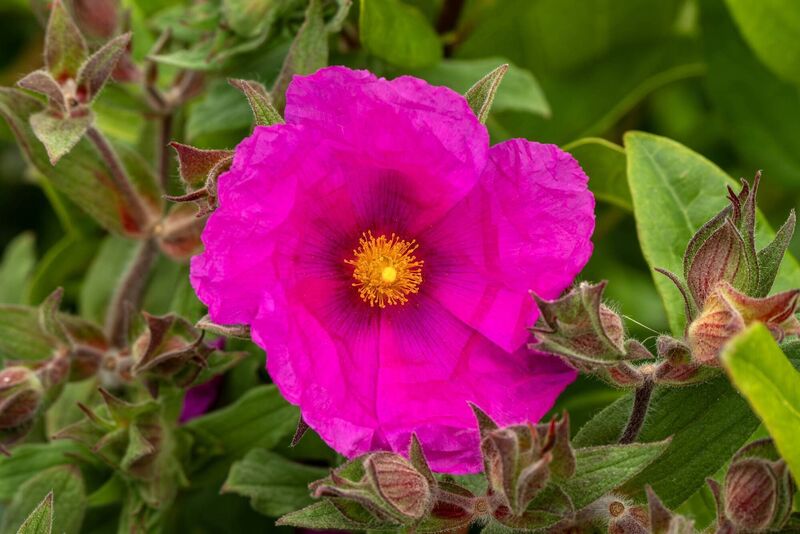 Cistus pulverulentus 'Sunset', a summer-flowering evergreen shrub. File picture