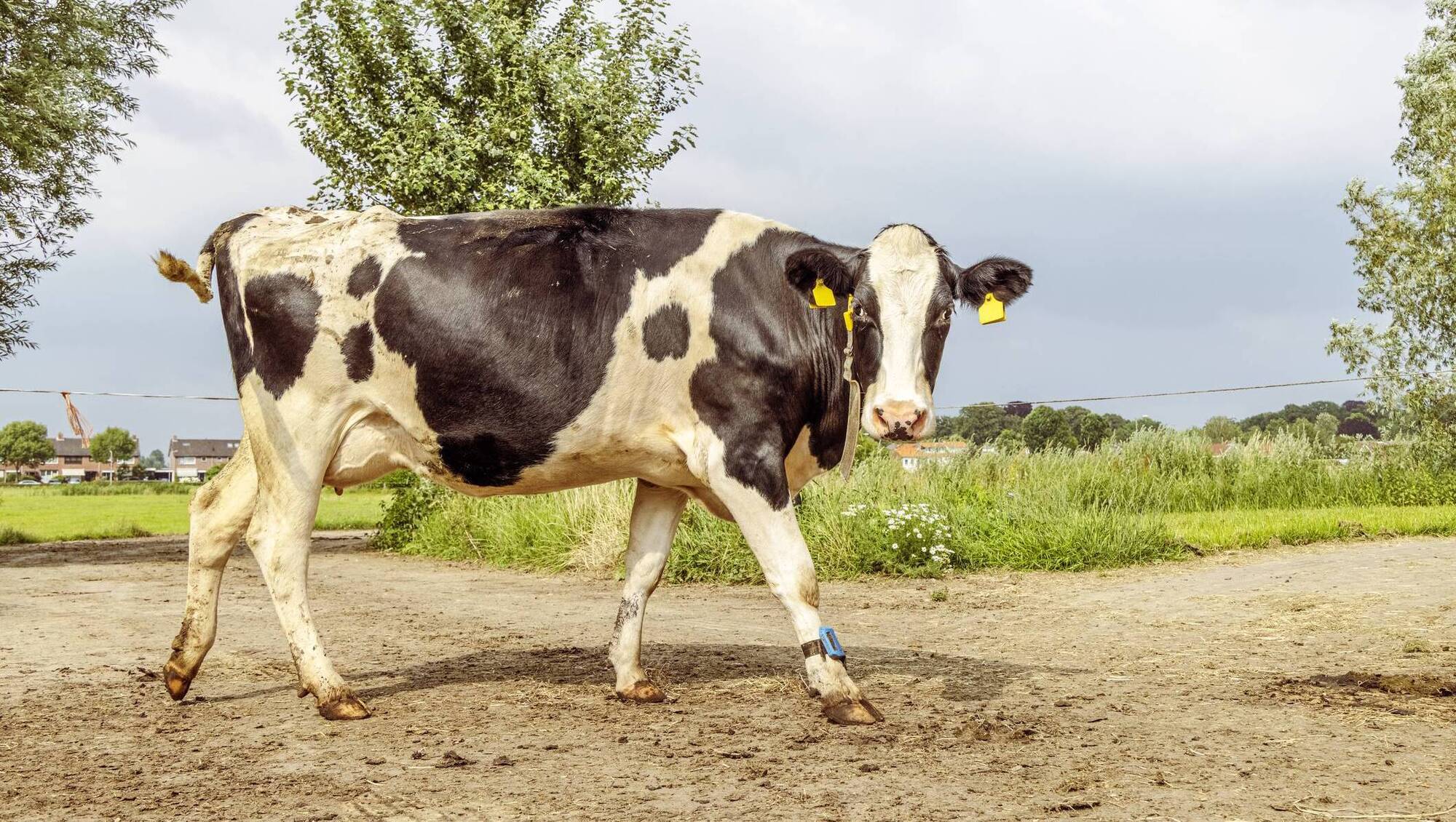 Cow lameness costs farmers €8,750 a year, Teagasc study finds